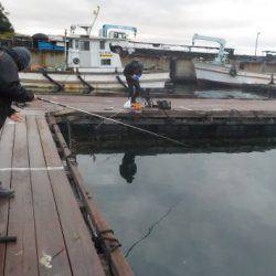 淡路じゃのひれフィッシングパーク 釣果