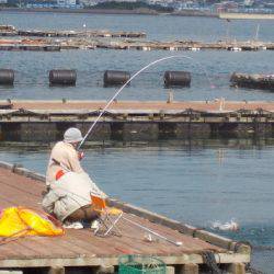 淡路じゃのひれフィッシングパーク 釣果