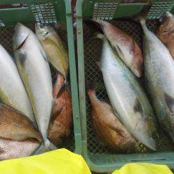淡路じゃのひれフィッシングパーク 釣果