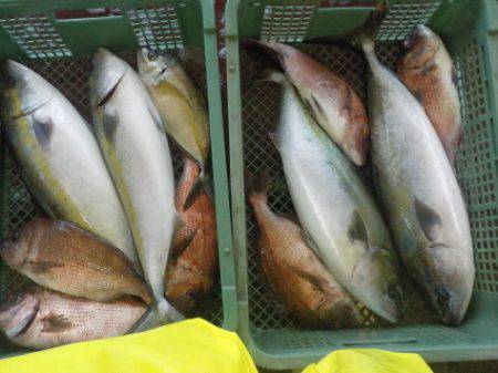 淡路じゃのひれフィッシングパーク 釣果