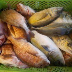 淡路じゃのひれフィッシングパーク 釣果