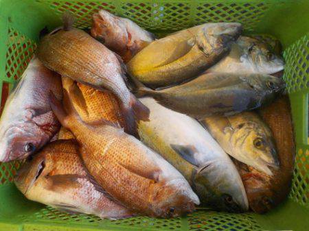淡路じゃのひれフィッシングパーク 釣果