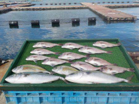 淡路じゃのひれフィッシングパーク 釣果