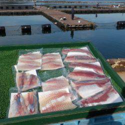 淡路じゃのひれフィッシングパーク 釣果