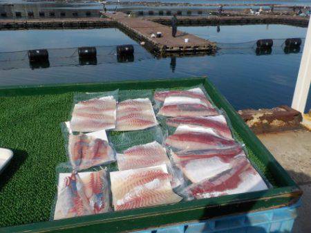 淡路じゃのひれフィッシングパーク 釣果