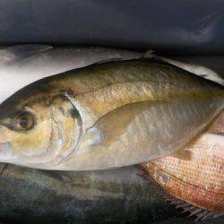 淡路じゃのひれフィッシングパーク 釣果