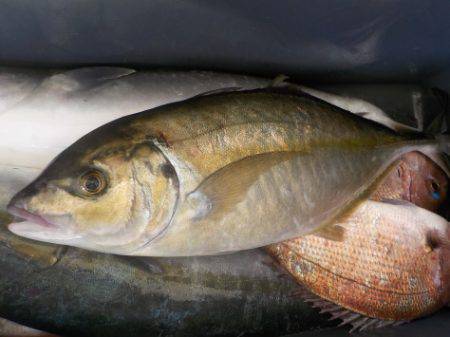 淡路じゃのひれフィッシングパーク 釣果