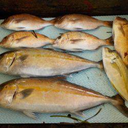 淡路じゃのひれフィッシングパーク 釣果