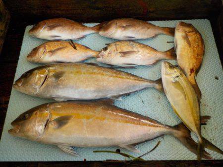 淡路じゃのひれフィッシングパーク 釣果