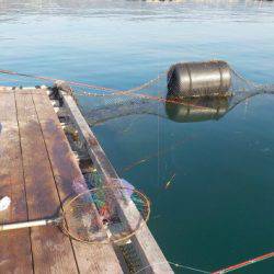 淡路じゃのひれフィッシングパーク 釣果