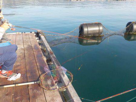 淡路じゃのひれフィッシングパーク 釣果