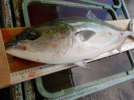 淡路じゃのひれフィッシングパーク 釣果