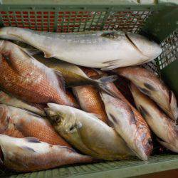 淡路じゃのひれフィッシングパーク 釣果