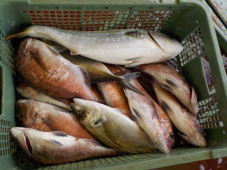 淡路じゃのひれフィッシングパーク 釣果