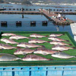 淡路じゃのひれフィッシングパーク 釣果