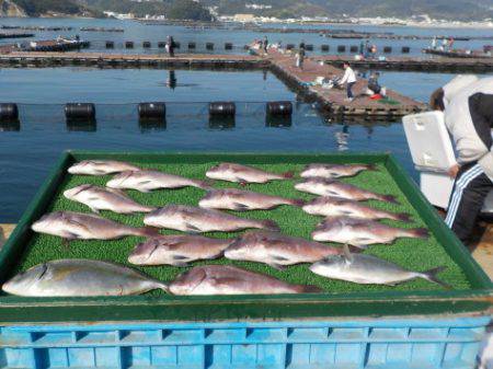 淡路じゃのひれフィッシングパーク 釣果