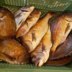 淡路じゃのひれフィッシングパーク 釣果