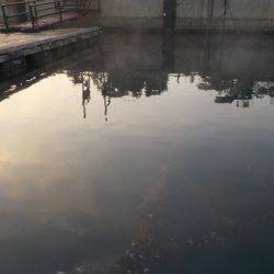 淡路じゃのひれフィッシングパーク 釣果