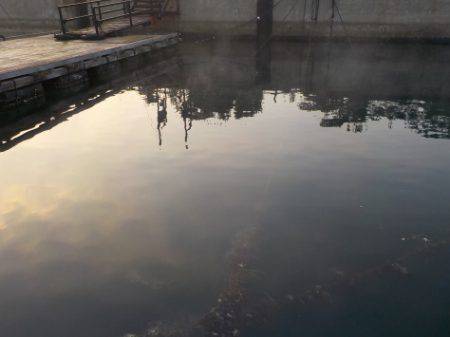 淡路じゃのひれフィッシングパーク 釣果