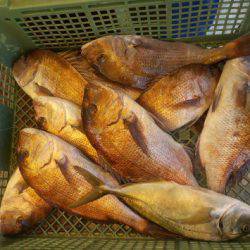 淡路じゃのひれフィッシングパーク 釣果