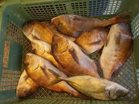 淡路じゃのひれフィッシングパーク 釣果