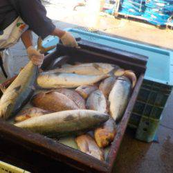 淡路じゃのひれフィッシングパーク 釣果