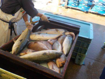 淡路じゃのひれフィッシングパーク 釣果