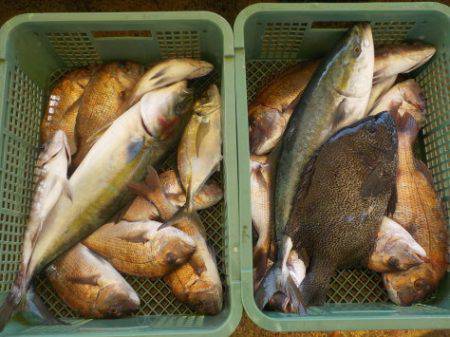 淡路じゃのひれフィッシングパーク 釣果