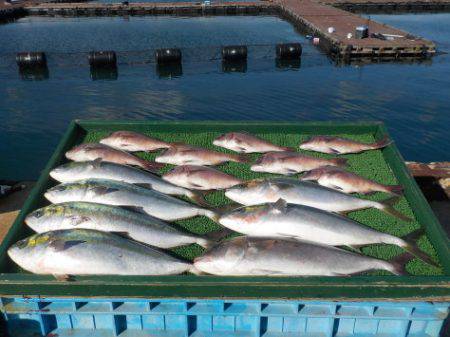 淡路じゃのひれフィッシングパーク 釣果