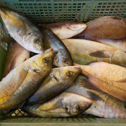 淡路じゃのひれフィッシングパーク 釣果