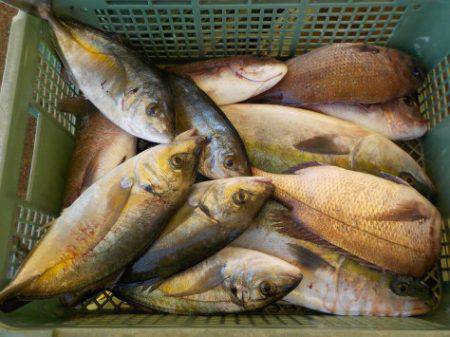 淡路じゃのひれフィッシングパーク 釣果