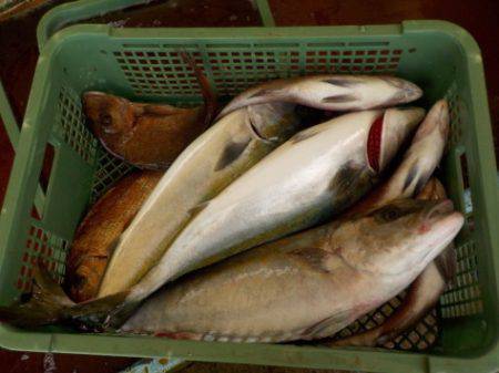 淡路じゃのひれフィッシングパーク 釣果