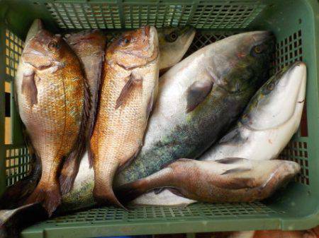 淡路じゃのひれフィッシングパーク 釣果