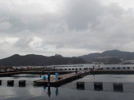 淡路じゃのひれフィッシングパーク 釣果