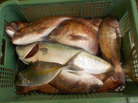 淡路じゃのひれフィッシングパーク 釣果