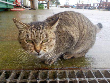 淡路じゃのひれフィッシングパーク 釣果