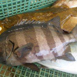 淡路じゃのひれフィッシングパーク 釣果