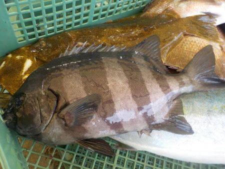 淡路じゃのひれフィッシングパーク 釣果