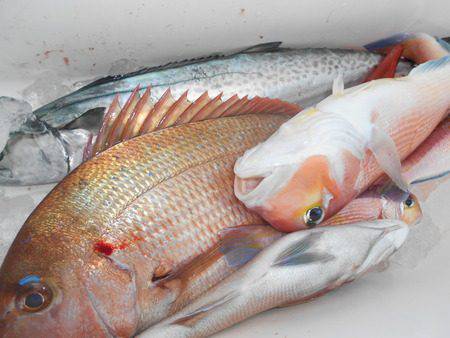 こうゆう丸 釣果