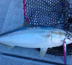 IDATEN（イダテン） 釣果