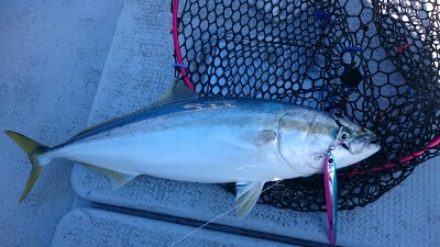 IDATEN（イダテン） 釣果