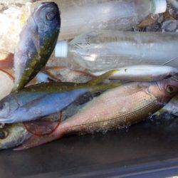 第３浜丸 釣果