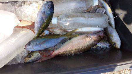 第３浜丸 釣果