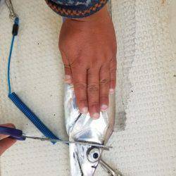 遊漁船 ニライカナイ 釣果