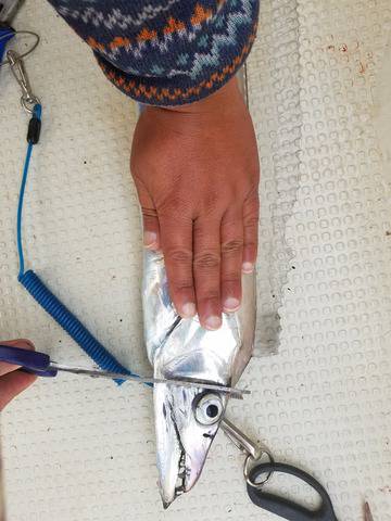 遊漁船 ニライカナイ 釣果