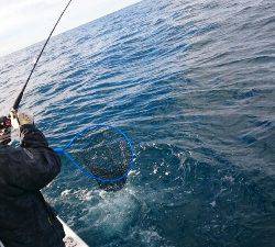 IDATEN(イダテン) 釣果