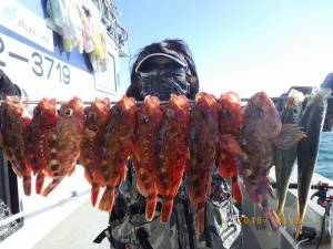 石川丸 釣果
