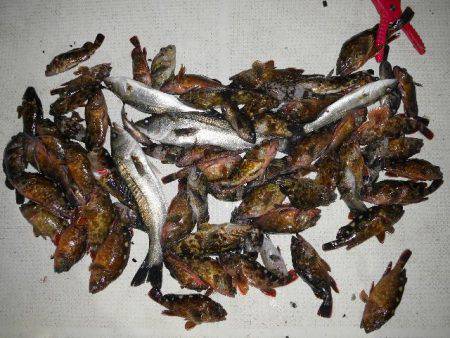 TOPGUN名古屋 釣果