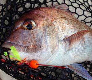 YELLOW-TAIL イエローテール 釣果