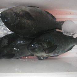 濱田渡船 釣果